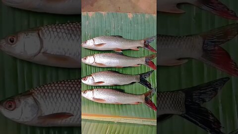 village food fish curry😋😋@BENGALCOOKING #shorts #youtubeshorts #viral #viralshorts #trending #short