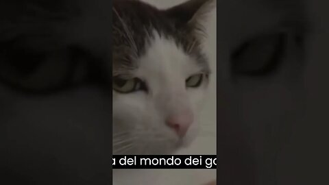 il gatto ti manda i baci con l'occhi?