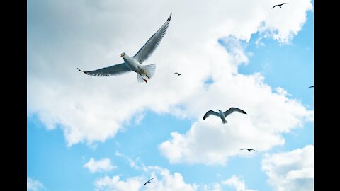 A beautiful white bird