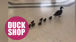 Cute family of ducks found window shopping in centre