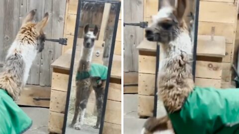 Baby Llama Freaks Out Over SeeingHimself in a Mirror!