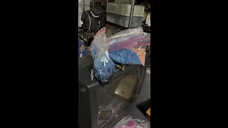 Yung Alone Finds Even More Of His Uncle Roberts Meth/Heroin Powder in GARAGE!