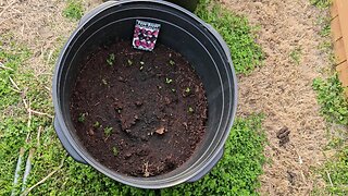 Fava Beans Have Germinated in Just Over Two Weeks From Planting. 03/06/204