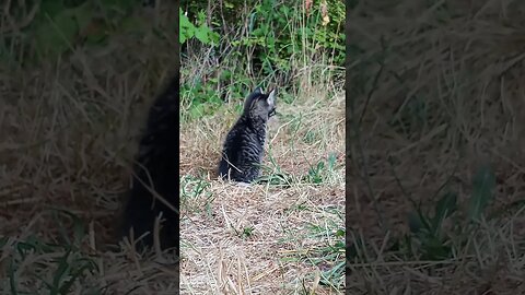 Black Tiger Kitten Murdering a Pinecone