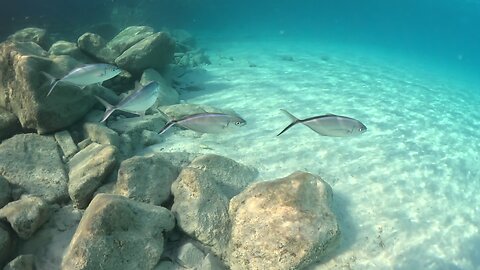Fish & Broken Shark fence MSC Marine Reserve Bahamas 6-3-2024
