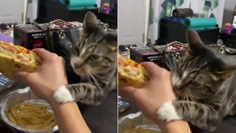 the cat attacks the owner for the sandwich