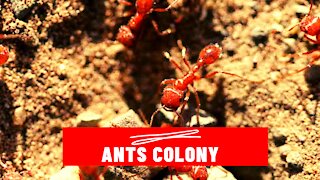 Ants Community Working Together