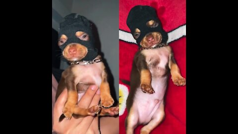 sweet chihuahua turning into a bad boy