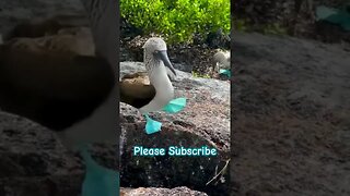 The Magical Blue-footed Booby #animals #nature