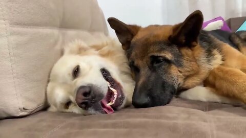 How the Golden Retriever and the German Shepherd Became Best Friends [Compilation]-20