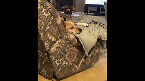 Needy dog demands attention from busy owner