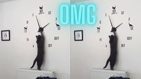 OMG! Cat Set the Time on Watch || Best Funny Cat