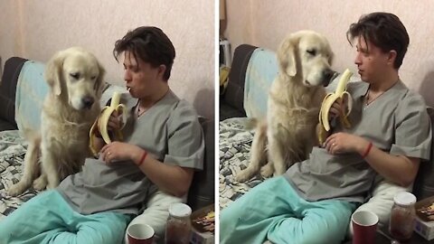 Golden Retriever hilariously "sneaks" a bite of a banana while guy is distracted