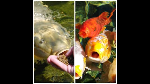 Koi fish eating like a human