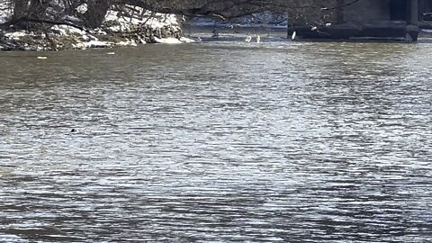 Bufflehead Ducks diving at Humber River