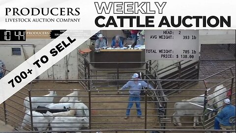 3/23/2023 - Producers Livestock Auction Company Cattle Auction