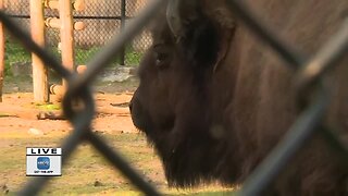 Checking in on the bison at the Lincoln Park Zoo