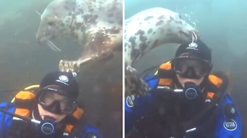Seal snatches scuba diving hood # short