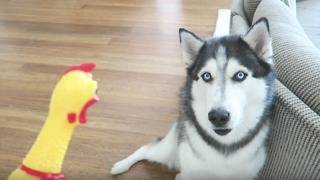 Husky had priceless reaction to rubber chicken toy