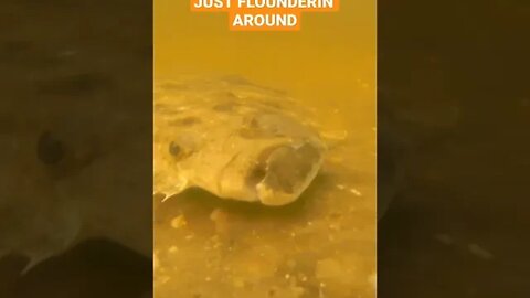 Flounder caught on film