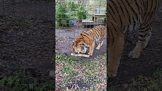 Funny Cat Video of Kimba Tiger with his tube Enrichment Video by Keeper Emma