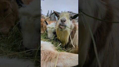 #autumndays #homesteadlife #smallfarm #goats #farmanimals #simplelife