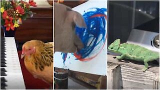 Animali dall'incredibile talento artistico