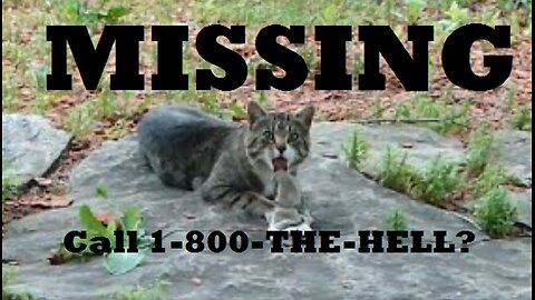 K2 Missing 3 Days - Savvy Feral Survivor or Kitty Kaput?