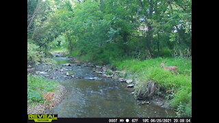 A little action by the creek!