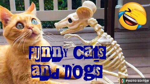 Funniest Cats and Dog- Funny Animal Life