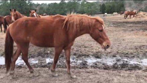 Meet the horse born with no ears