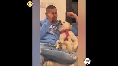 Man Irritate his dog & see dog reaction #dogs #shorts #youtubeshorts #viral