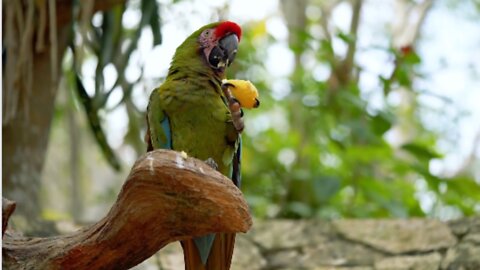 Parrot Eating Food.