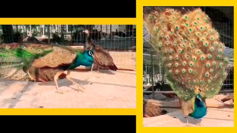 Beautiful video of peacock spreading its wings