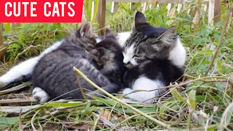 Cute cats super videos |susan brooks |#cats |susantha 11 |#shorts