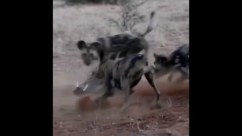 Wild dog hunting a pig