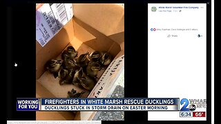 Firefighters in White Marsh rescue ducklings