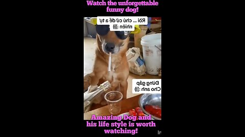 Amazing Dog and his life style is worth watching!