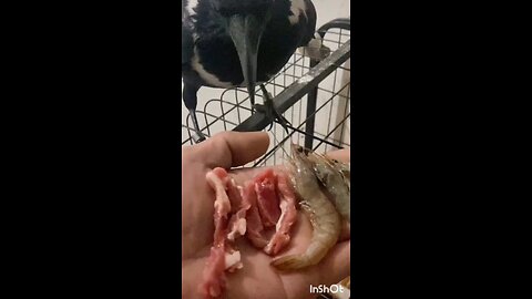 the crow is eating