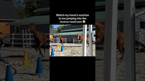 Young Horse Leaps With Owner