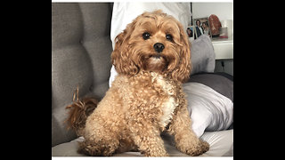 Cutie Millie gets soooo excited when Papa/Dad is almost home