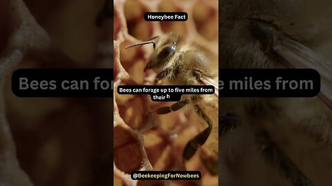 Bee Fact: Bees Go the Extra Mile 🐝 #honeybees #shorts