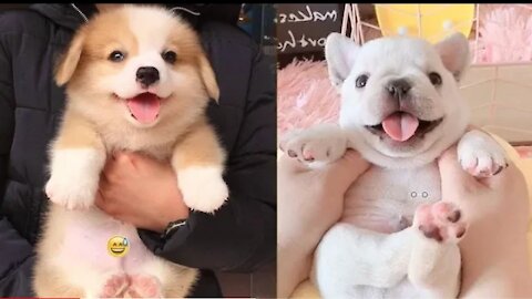 🐶 Dog Beautiful Full masti 😂 FUNNY DOG