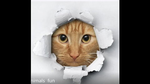 Funny Cats