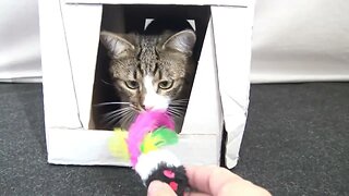 A Playful Cat