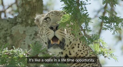 Tanzaniana wildlife tour leopard and cheetah Serengeti park