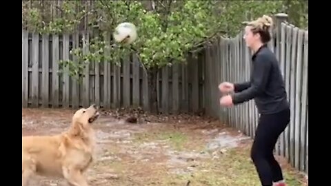 Amazing Dog Plays Volleyball!