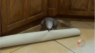 Parrot Tries To Fight With The Kitchen Rug!