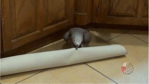 Parrot Tries To Fight With The Kitchen Rug!