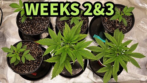 Beginner Weed Grow - Topping - Weeks 2&3